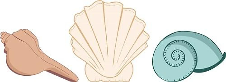 Seashells