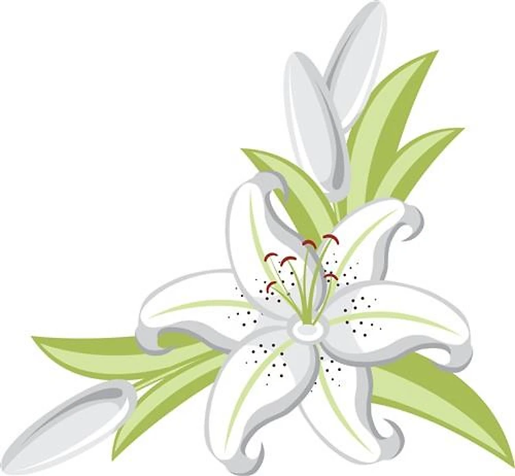 Lily Flower