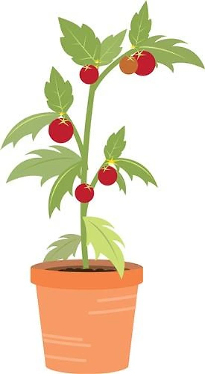 Tomato Plant