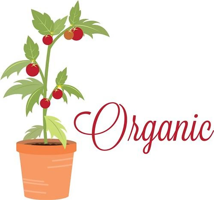 Organic Tomato