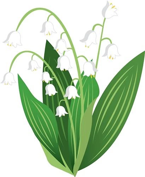 Lily Of The Valley