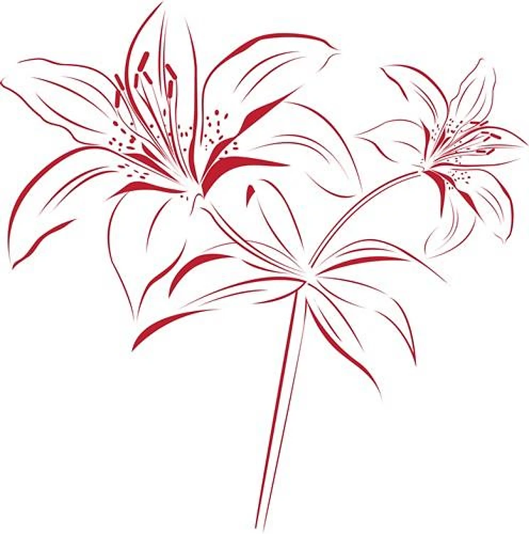 Lily Outline