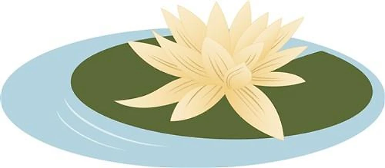 Water Lily