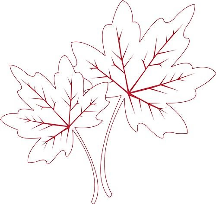 Maple Leaf