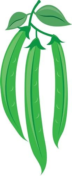 Bean Stalks