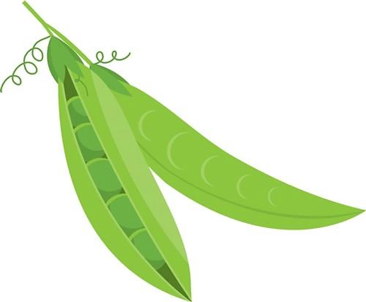 Peas Stalk