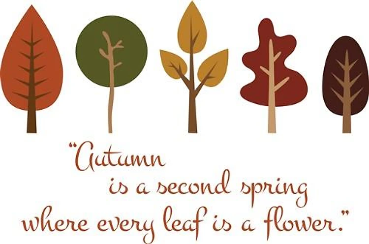 Autumn Flowers