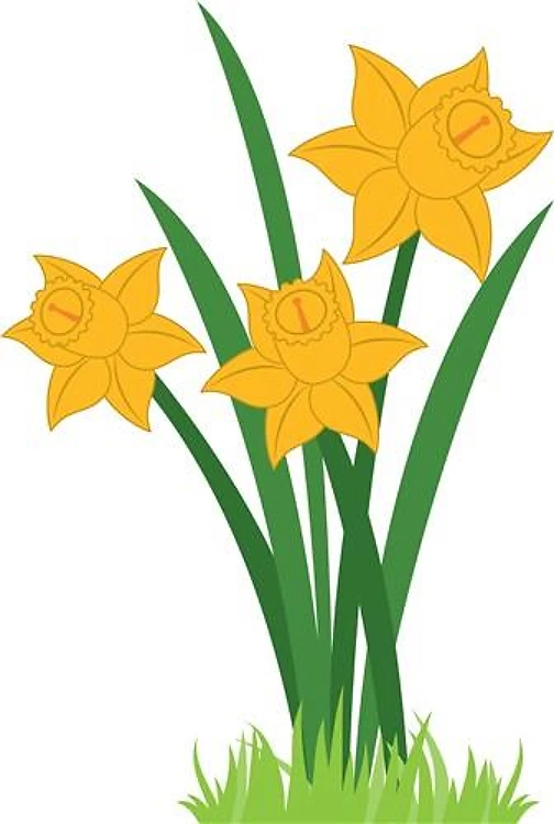 Yellow Daffodils