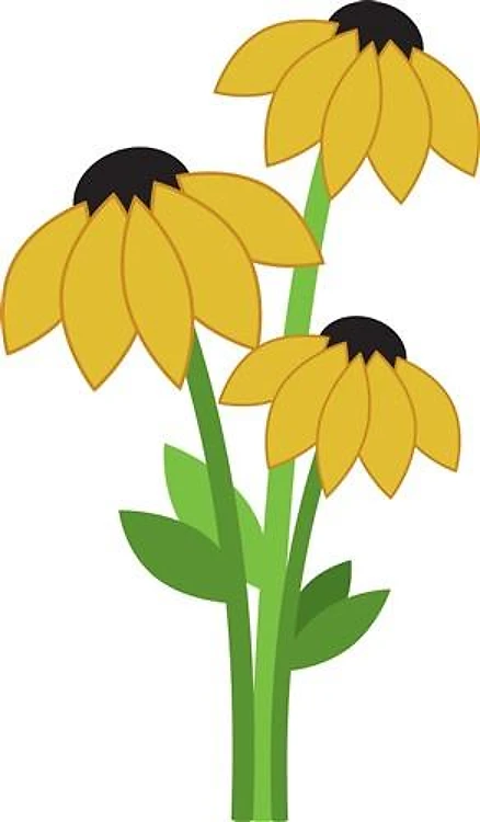 Sunflower Blossoms