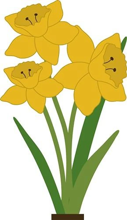 Daffodils