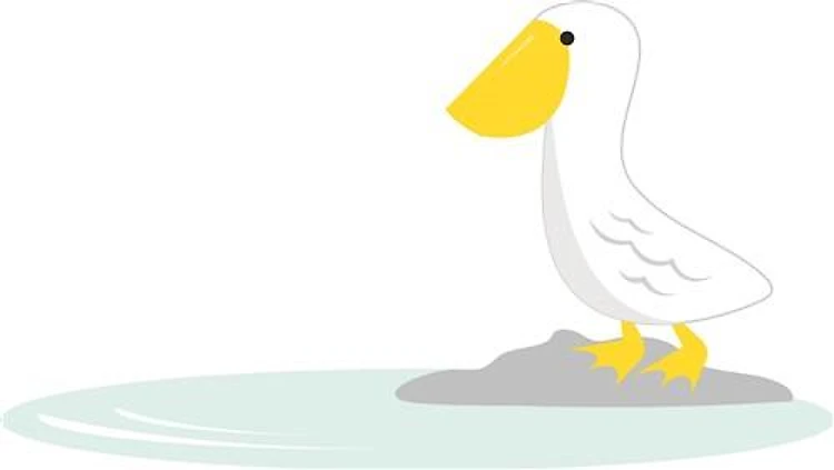 Pelican