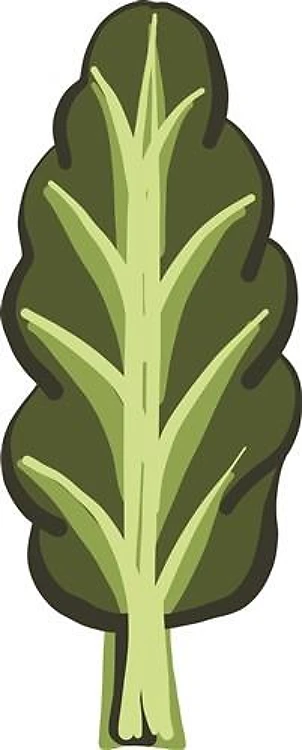 Kale Leaf
