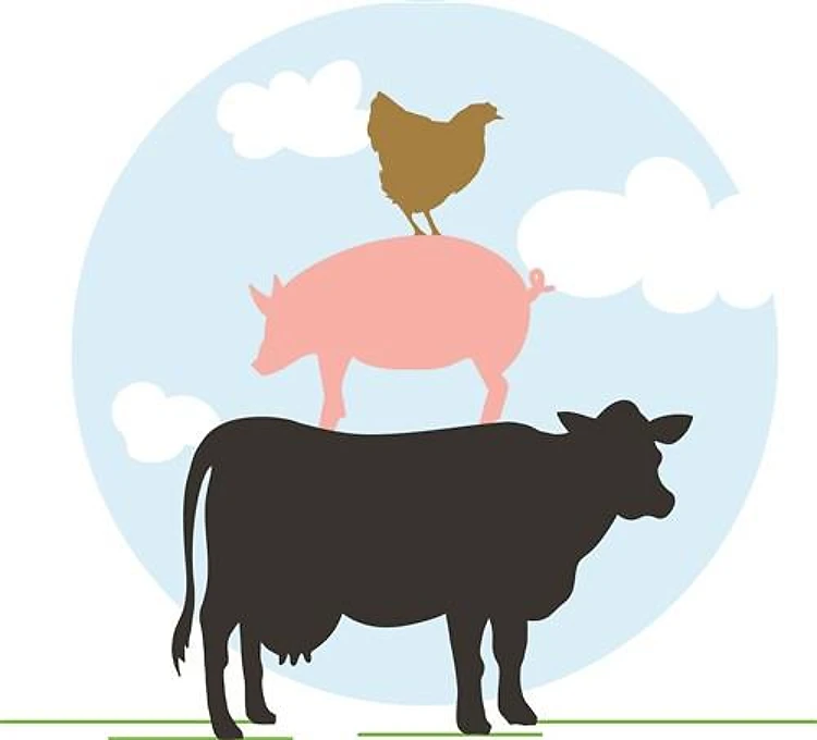 Farm Animals