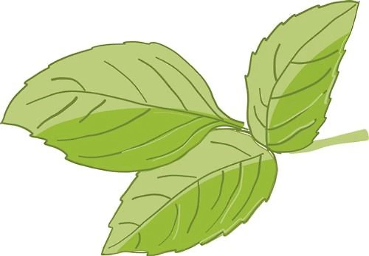 Basil