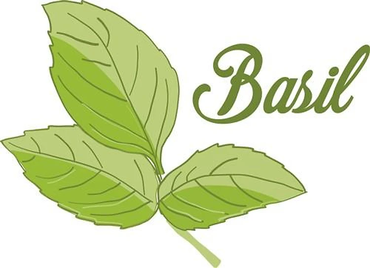 Basil