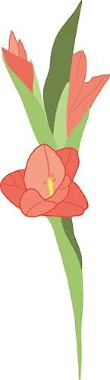 Gladiola