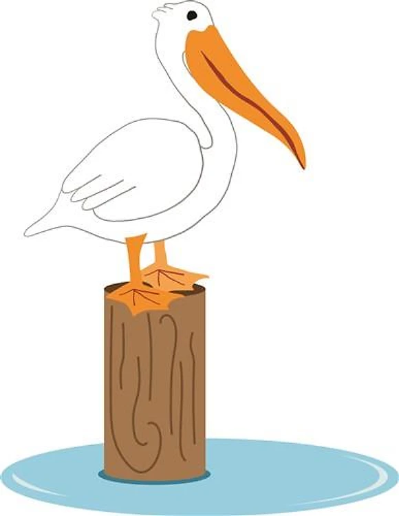 Pelican Perching