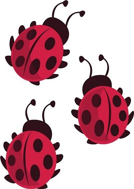 Ladybug