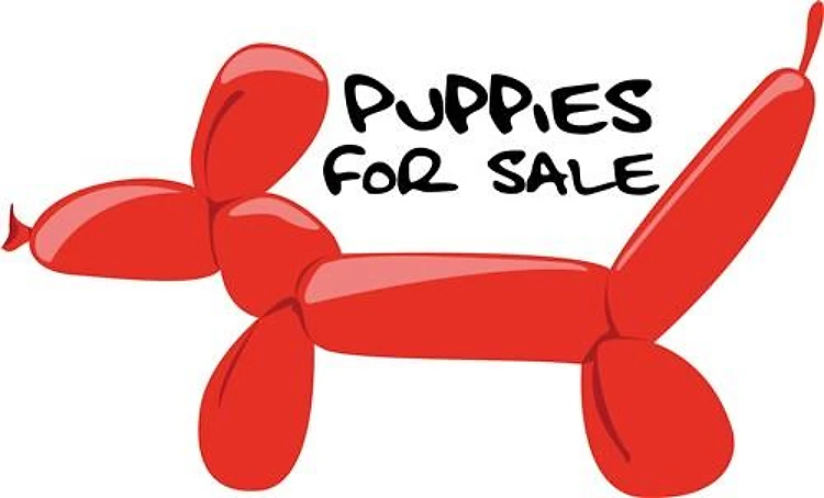 Puppies For Sale