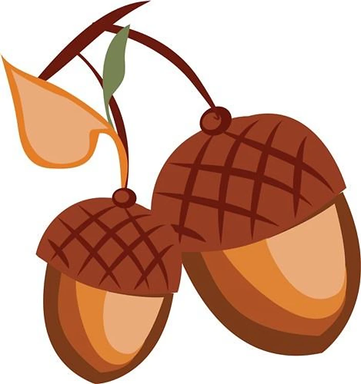 Fall Acorns