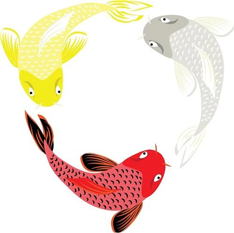 Koi Fish