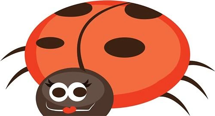 Ladybug