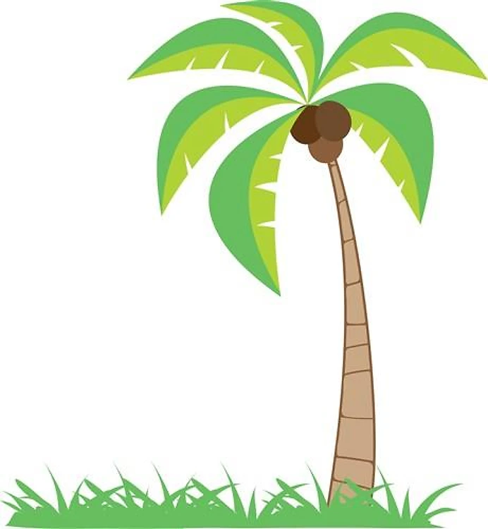 Coconut Palm
