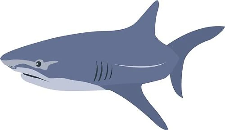 Shark
