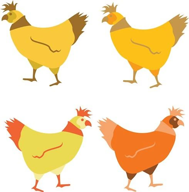 Chicken Hen