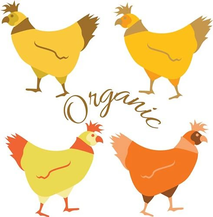 Organic Hens