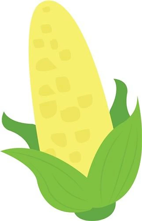 Corn Husk