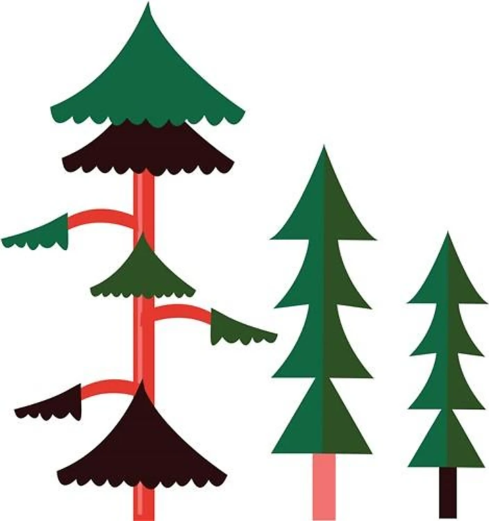 Conifer Trees