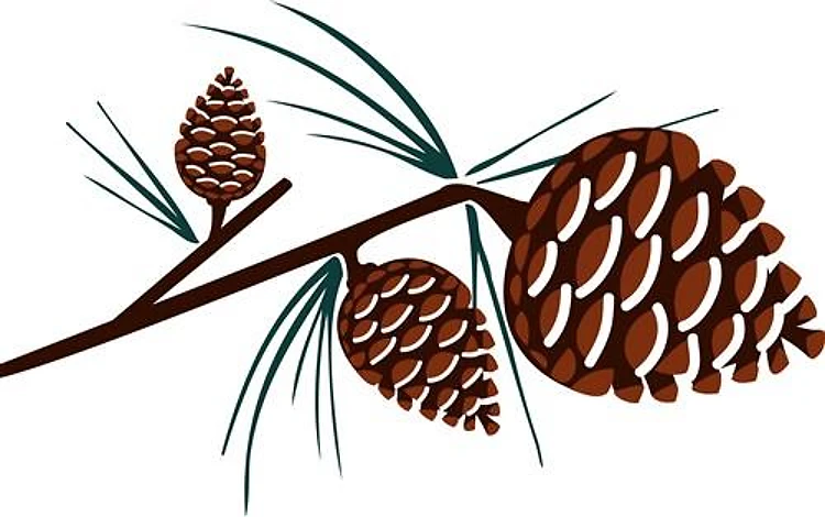 Pine Cones