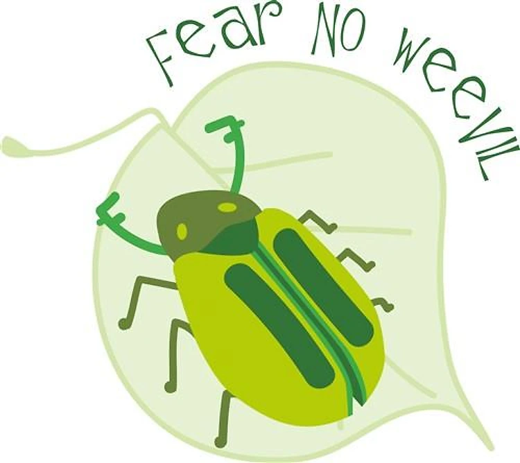 Fear No Weevil Beetle