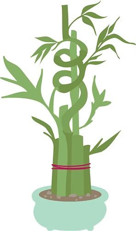 Bamboo