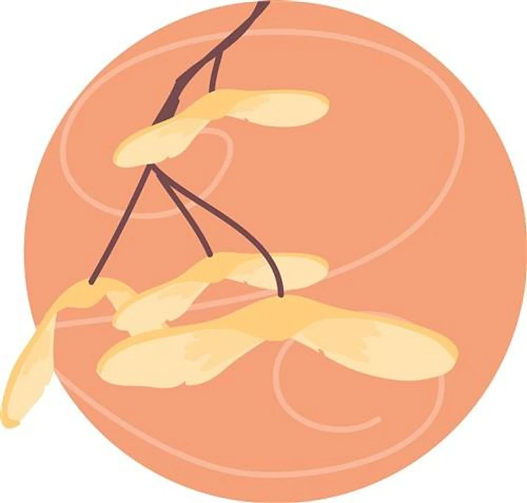 Flying Maple Seeds