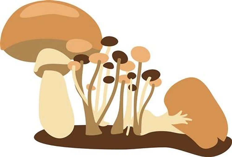 Mushrooms