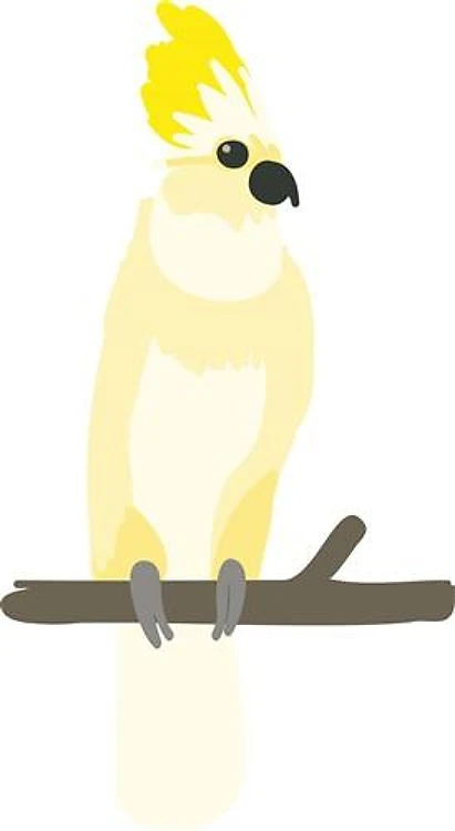 Yellow Cockatoo