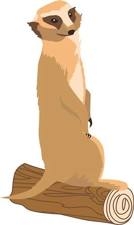A Meerkat