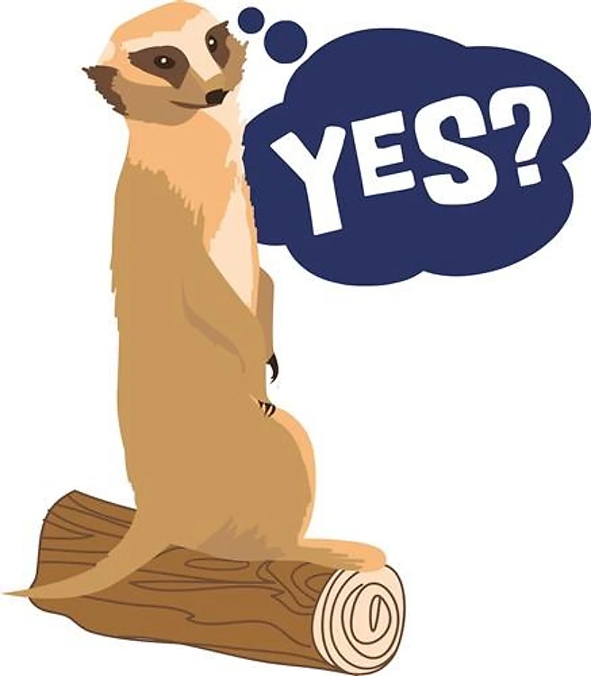 Little Meerkat