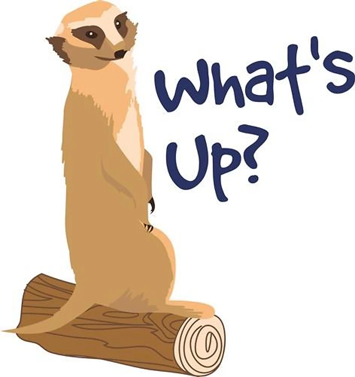 Whats Up Meerkat