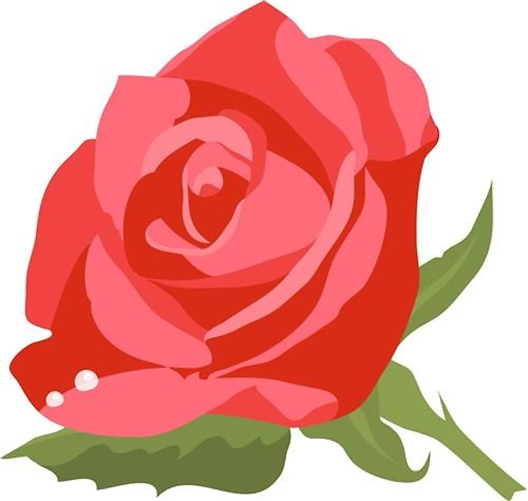 Rose In Bloom