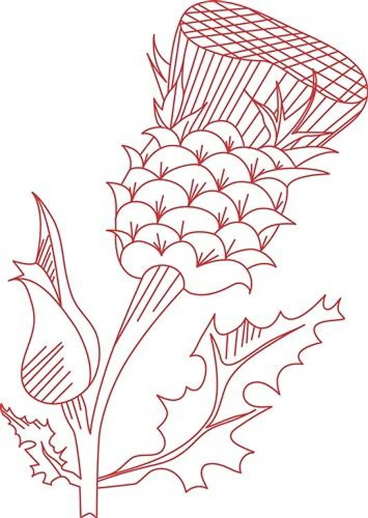 Thistle
