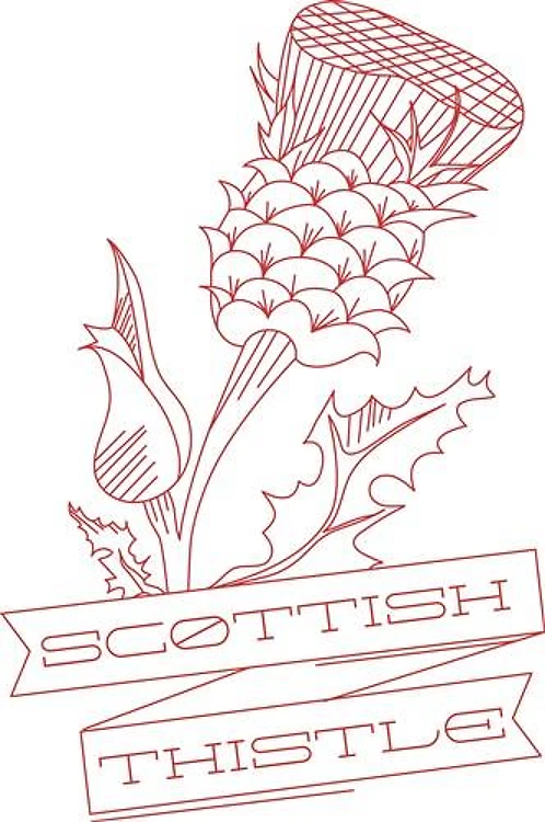 Scottish Thistle