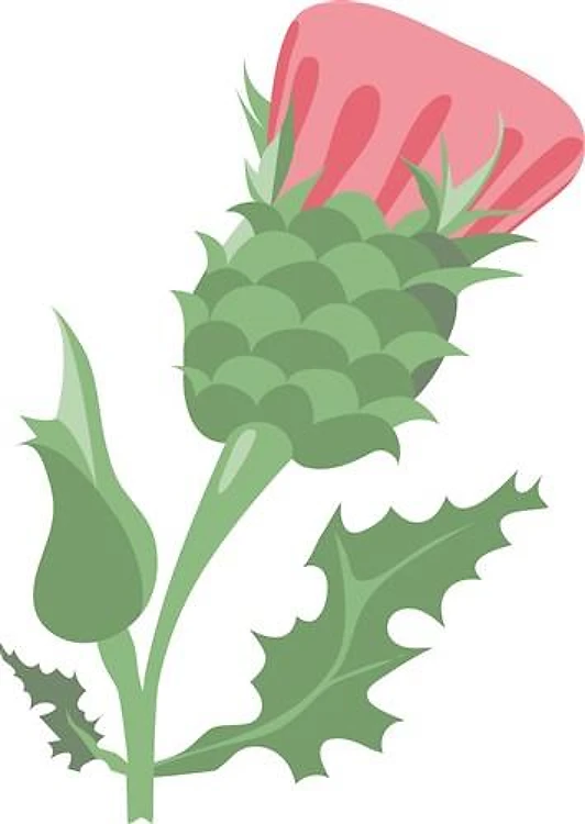 Thistle