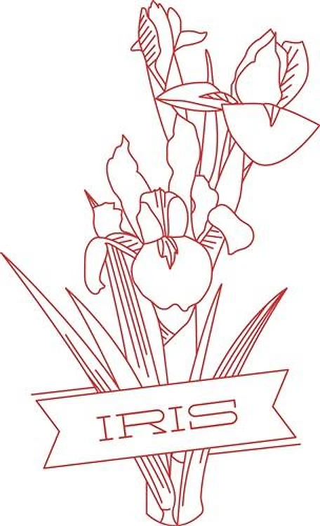 Iris