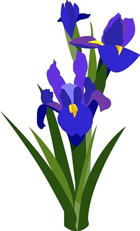 Bearded Iris