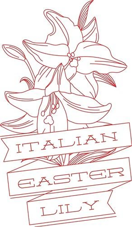 Italian Lily