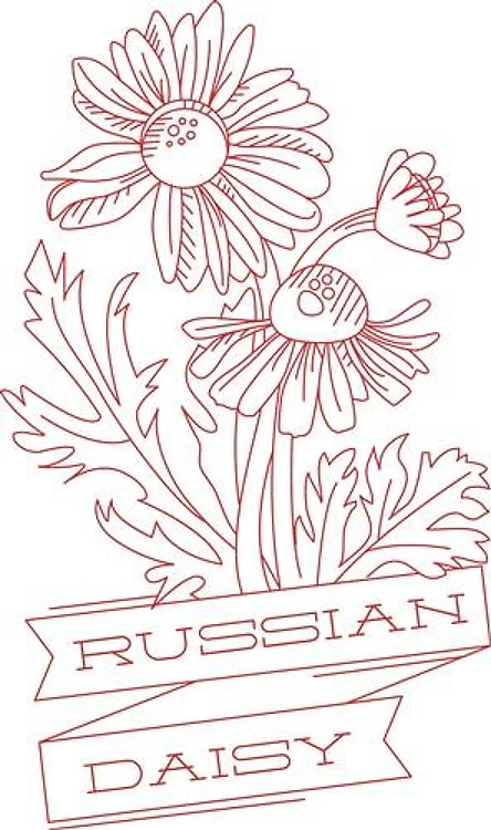 Russian Daisy
