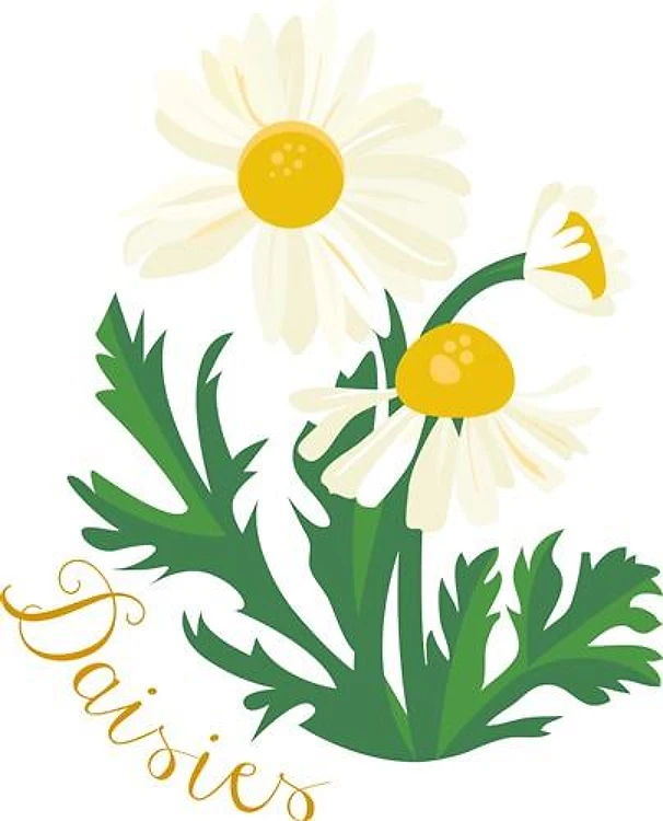 Daisies